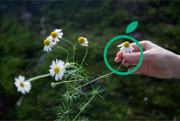 Käsi pitelee päivänkakkaraa